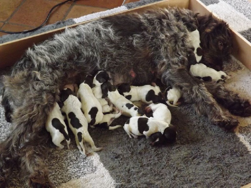 Chiot Griffon d'arrêt à poil dur Korthals Christian Rover